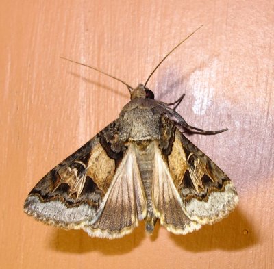 moth-1-22-03-2010.jpg
