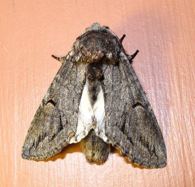 moth-2-22-03-2010.jpg