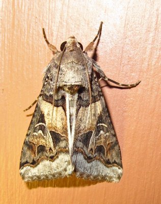 moth-4-22-03-2010.jpg