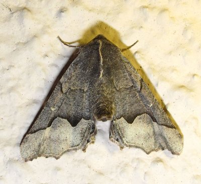 moth-3-22-03-2010.jpg