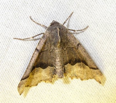 moth-6-22-03-2010.jpg