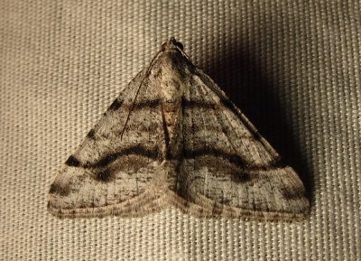 moth-7-22-03-2010.jpg