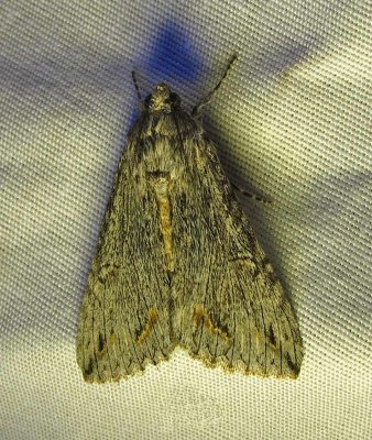moth-8-22-03-2010.jpg
