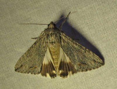 moth-9-22-03-2010.jpg