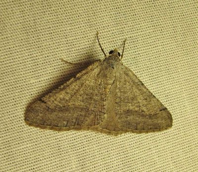 moth-10-22-03-2010.jpg