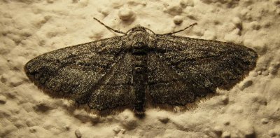 moth-16-03-2010-1.jpg
