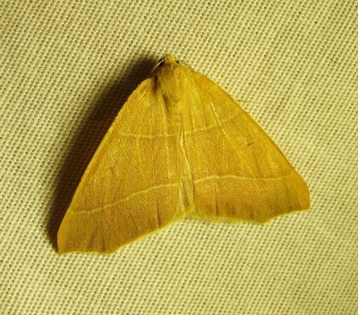 moth-1-16-03-2010.jpg