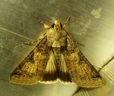 moth-1-13-03-2010.jpg