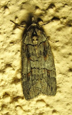moth-2-13-02-2010.jpg