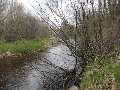Round Hill Brook - east side of property - upstream view