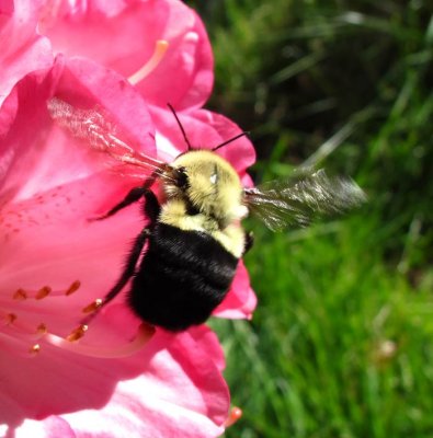 Bombus vagans - Half-black bumble bee?