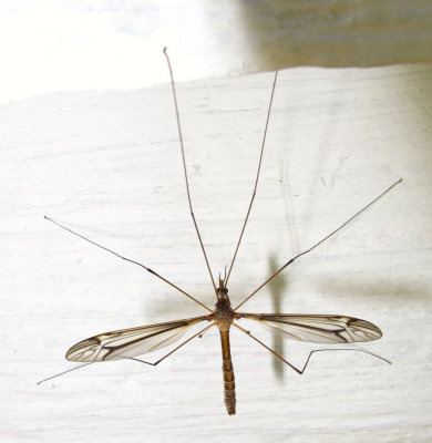 Tipula valida (?)