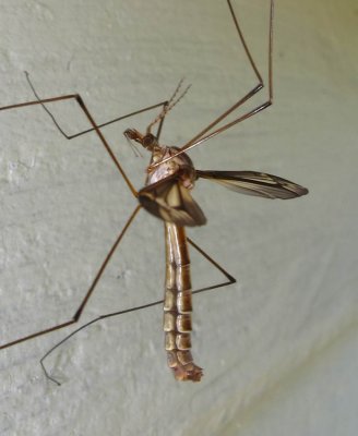 Tipula valida (?)