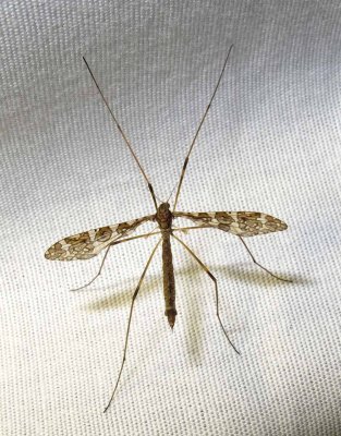 Epiphragma fasciapenne (?)