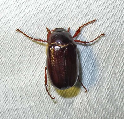 junebug-23-05-2010.jpg