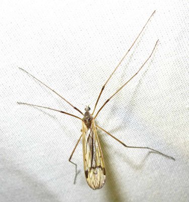 cranefly-24-05-2010-1.jpg