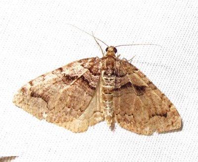 Anticlea vasiliata - 7329 - Variable Carpet Moth