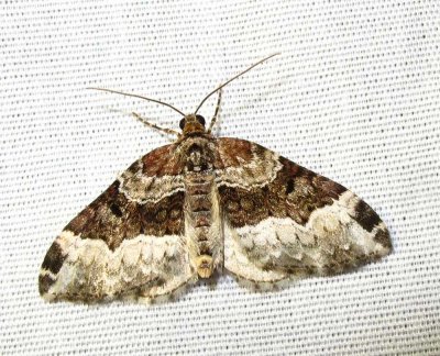 Euphyia intermediata  - 7399a - Sharp-angled Carpet Moth