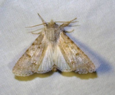 Acronicta dactylina - 9203 - Fingered Dagger Moth