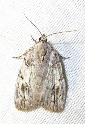 Balsa malana - 9662 - Many-dotted Appleworm moth