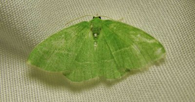 Nemoria mimosaria - 7048 - White-Fringed Emerald