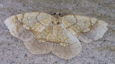 Nematocampa resistaria - 7009 - Horned Spanworm Moth