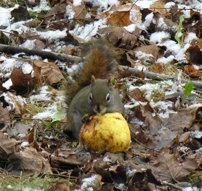 squirrel with apple