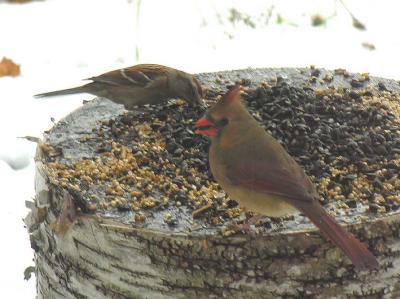 Cardinal -- female