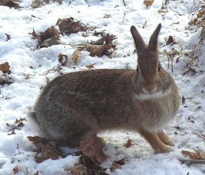Eastern Cottontail Rabbit - 2