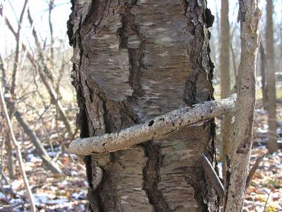 vine wrapped black cherry tree