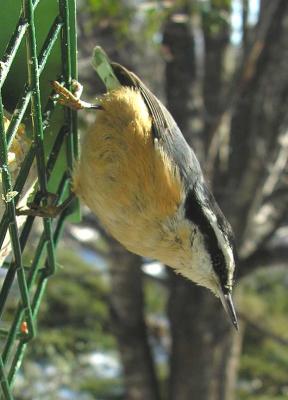Red-breasted Nuthatch -- 1