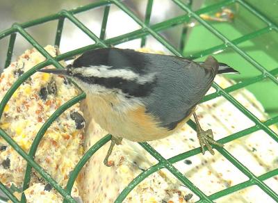 Red-breasted Nuthatch -- 2