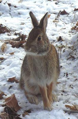 Eastern Cottontail Rabbit - 3