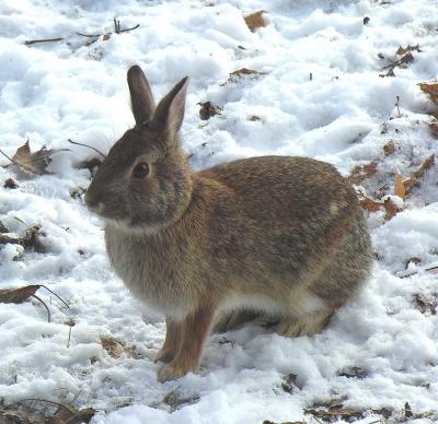 Eastern Cottontail Rabbit - 4