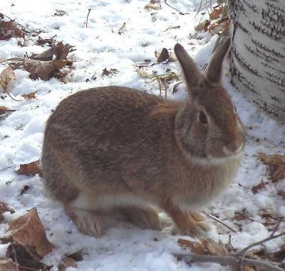 Eastern Cottontail Rabbit - 5