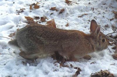 Eastern Cottontail Rabbit - 6