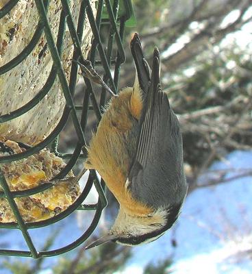 Red-breasted Nuthatch -- 4