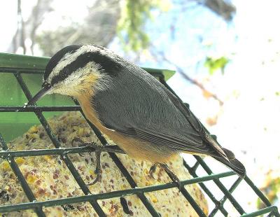 Red-breasted Nuthatch -- 3