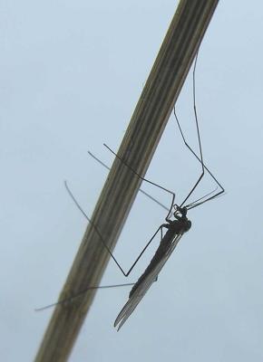 Winter Crane Fly - (Trichocera sp.) - 3