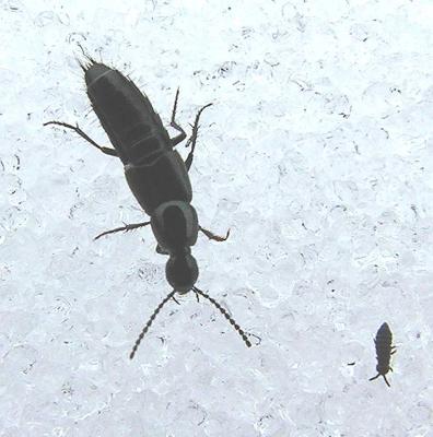 Aleocharine staphylinid beetle - view 1