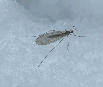 Winter Crane Fly - <i>Trichocera sp.</i>