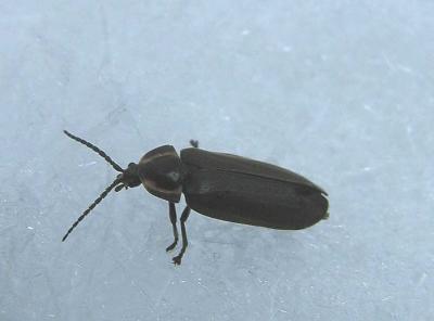 Ellychnia sp. of Lampyridae (firefly)