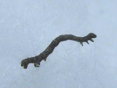 spanworm caterpillar (no ID)