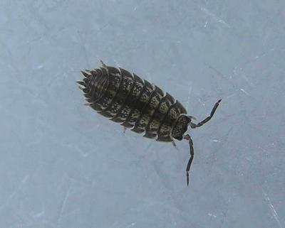 Sow Bug - <i>Isopod</i> - not IDd - view 1