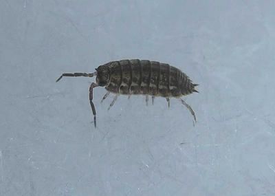 Sow Bug - Isopod - not ID'd - view 2