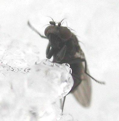 Ephydridae (Shore Fly) - view 1
