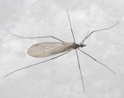 Winter Crane fly - Trichocera sp. --view 1