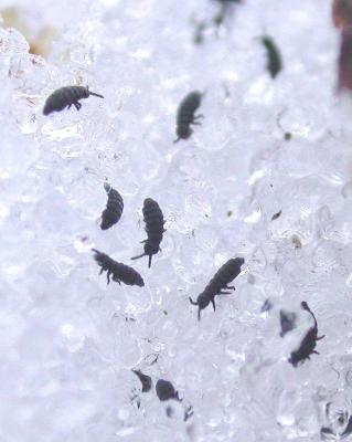 springtails (closeup)