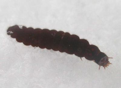 Cantharis fusca larva
