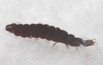 Cantharis fusca larva